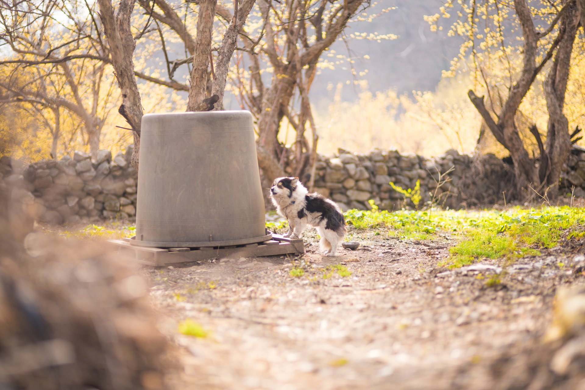 [여행및스냅] 20180331-DSC_2276